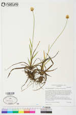 Calliscirpus brachythrix