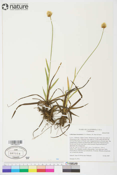 Calliscirpus brachythrix Calliscirpus brachythrix