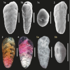 Bolivina paula Cushman & Cahill, 1932