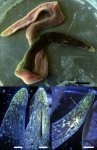 Holotype
