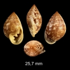  Pythia scarabaeus (Linnaeus, 1758)