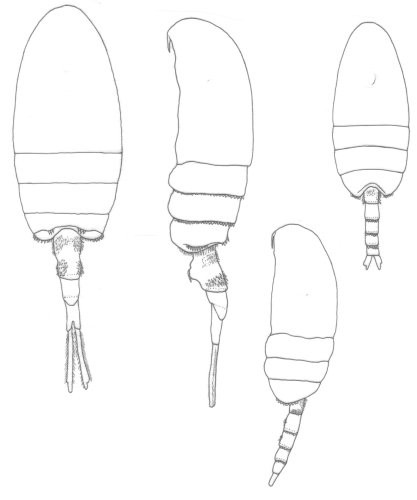 Pseudodiaptomus panamensis body