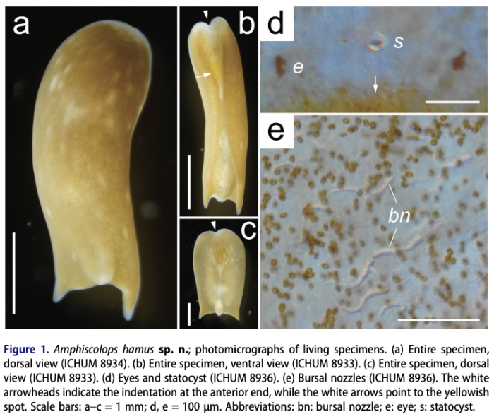 Amphiscolops hamus