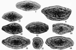 Pseudoschwagerina needhami Thompson, 1954