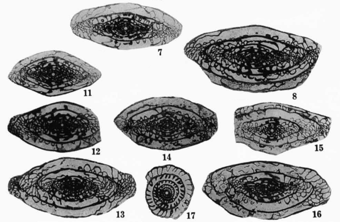 Pseudoschwagerina needhami Thompson, 1954