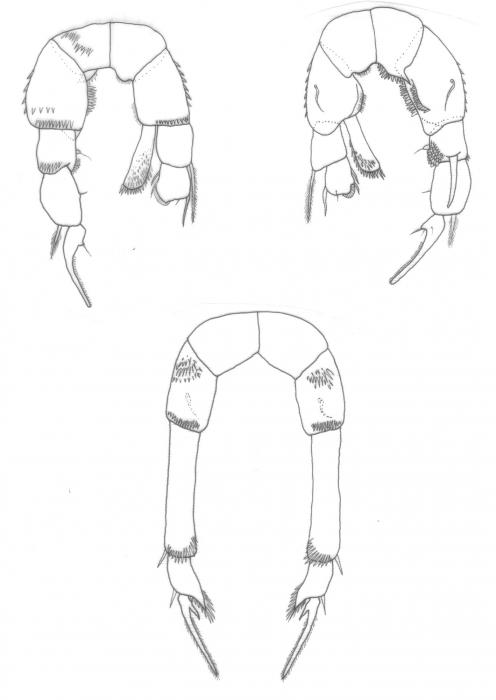 Pseudodiaptomus panamensis P5 Pseudodiaptomus panamensis P5