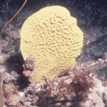 Ianthella flabelliformis (Linnaeus, 1759) neotype in situ