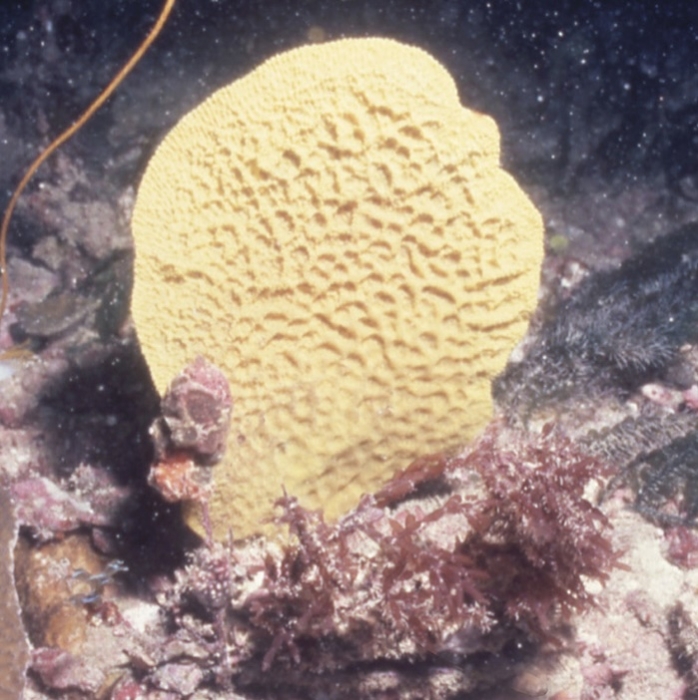 Ianthella flabelliformis (Linnaeus, 1759) neotype in situ Ianthella flabelliformis (Linnaeus, 1759) neotype in situ
