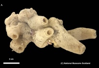 Siphonochalina tubulosa (Linnaeus, 1759) neotype