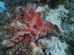 Callyspongia (Cladochalina) aculeata (Linnaeus, 1759) Neotype in situ
