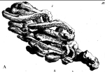 Linnaeus (1753a) image of 'Spongia hispida