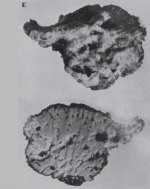 Spongia (Spongia) officinalis Linnaeus, 1759 neotype