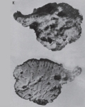 Spongia (Spongia) officinalis Linnaeus, 1759 neotype
