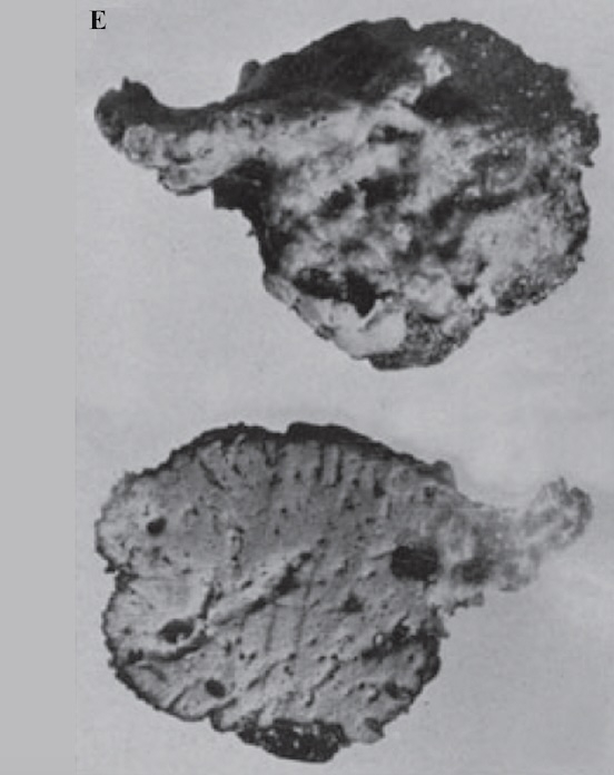 Spongia (Spongia) officinalis Linnaeus, 1759 neotype Spongia (Spongia) officinalis Linnaeus, 1759 neotype