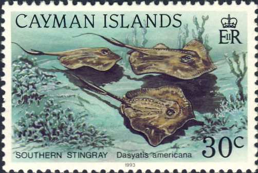 Dasyatis americana Dasyatis americana