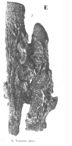 Aplsyina fistularis (Linnaeus, 1759) dried neotype