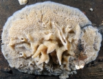 Ephydatia fluviatlis in situ SE Netherlands