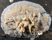 Ephydatia fluviatlis in situ SE Netherlands