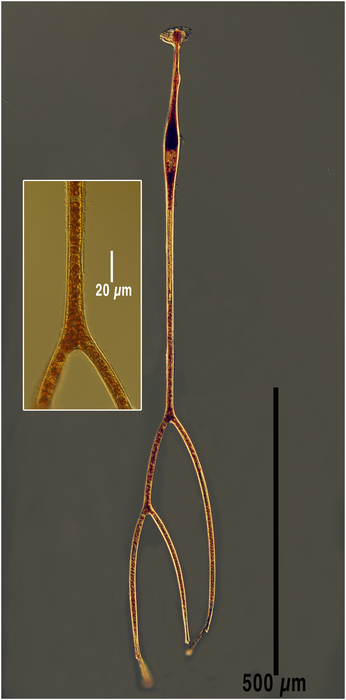 Amphisolenia thrinax Amphisolenia thrinax