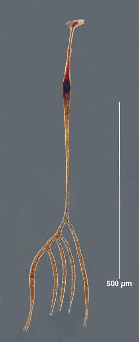 Amphisolenia quinquecauda Amphisolenia quinquecauda