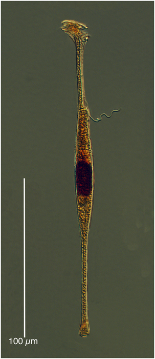 Amphisolenia globifera Amphisolenia globifera