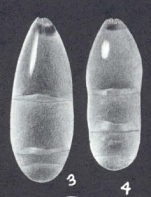Pseudonodosaria aequaliformis McCulloch, 1977