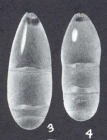 Pseudonodosaria aequaliformis McCulloch, 1977