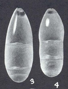 Pseudonodosaria aequaliformis McCulloch, 1977 Pseudonodosaria aequaliformis McCulloch, 1977