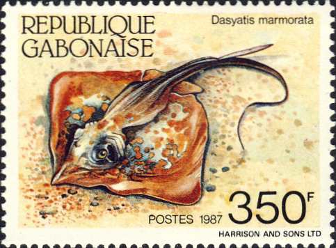 Dasyatis marmorata Dasyatis marmorata