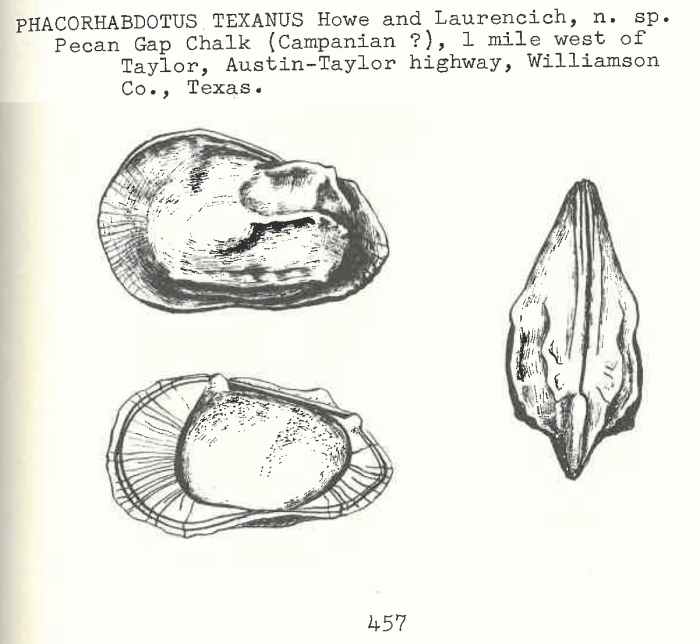 Phacorhabdotus texanus Howe & Laurencich, 1958 from the original description Phacorhabdotus texanus Howe & Laurencich, 1958 from the original description