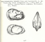 Phacorhabdotus texanus Howe & Laurencich, 1958 from the original description