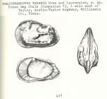 Phacorhabdotus texanus Howe & Laurencich, 1958 from the original description