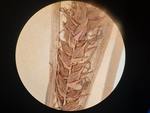 Carex drymophila lectotype pistillate spike