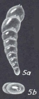 Pseudolingulina gordabankensis McCulloch, 1977