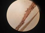 Staminate spike of isolectotype