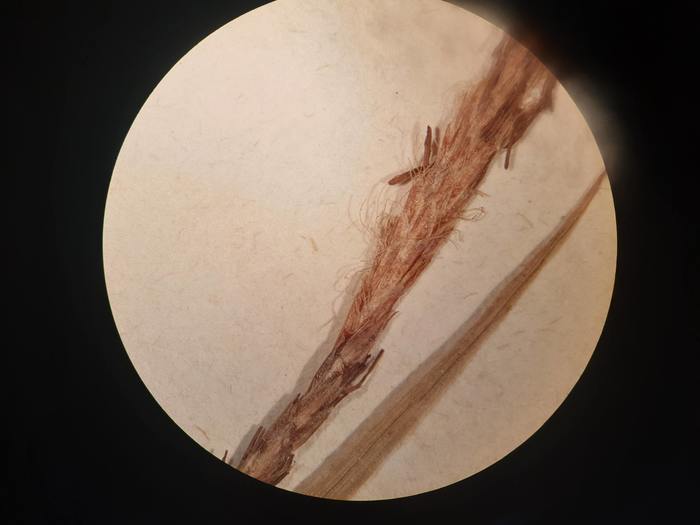 Staminate spike of isolectotype