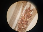 pistillate spike of isolectotype