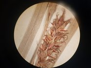 pistillate spike of isolectotype