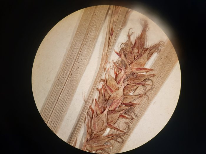 pistillate spike of isolectotype pistillate spike of isolectotype