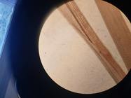 Upper leaf sheath of isolectotype