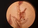 Perigynia of Carex fokienensis