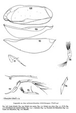 Cobanocythere labiata (Hartmann, 1965) from Hartmann, 1959