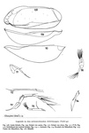 Cobanocythere labiata (Hartmann, 1965) from Hartmann, 1959