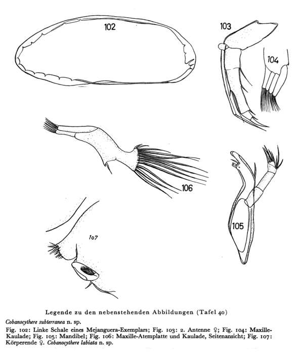 Cobanocythere subterranea Hartmann, 1959 from the original description Cobanocythere subterranea Hartmann, 1959 from the original description
