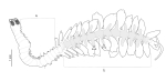 sketch of Ctenophoricola tzetlini  from Syomin et al
