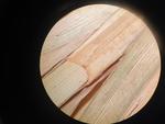 Upper leaf sheath of holotype at P