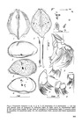 Vitjasiella belyaevi Schornikov, 1976 from the original description