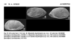 Vitjasiella duplicispina Ayress, 1993 from the original description