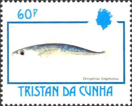 Decapterus longimanus Decapterus longimanus