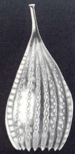 Lagena (?) neodesmorpha McCulloch, 1981